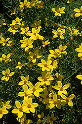 Peter's Gold Carpet Bidens (Bidens ferulifolia 'Peter's Gold Carpet') at Lakeshore Garden Centres