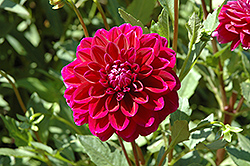 Boogie Nights Dahlia (Dahlia 'Boogie Nights') at Lakeshore Garden Centres
