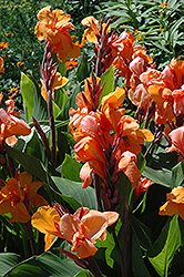 Tangelo Canna (Canna 'Tangelo') at Lakeshore Garden Centres