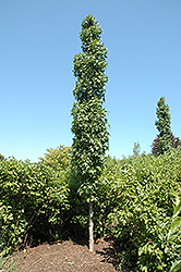Cherokee Sweet Gum (Liquidambar styraciflua 'Ward') at Lakeshore Garden Centres