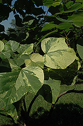 Variegated Catalpa (Catalpa bignonioides 'Variegata') at Lakeshore Garden Centres