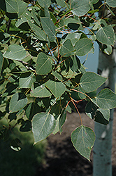 Prairie Gold Trembling Aspen (Populus tremuloides 'NE Arb') at Lakeshore Garden Centres