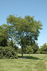 Moraine Honeylocust (Gleditsia triacanthos 'Moraine') at Lakeshore Garden Centres