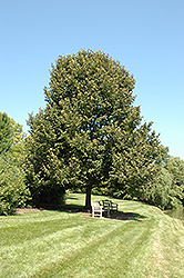 Douglas American Linden (Tilia americana 'Douglas') at Lakeshore Garden Centres