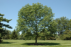 Fall Festival White Ash (Fraxinus americana 'Fall Festival') at Lakeshore Garden Centres