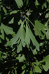 Saratoga Ginkgo (Ginkgo biloba 'Saratoga') at Lakeshore Garden Centres