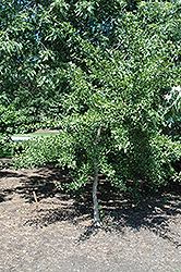 Tube Leaf Ginkgo (Ginkgo biloba 'Tubiformis') at Peter Knippel Garden Centre