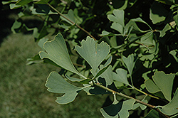 Tit Ginkgo (Ginkgo biloba 'Tit') at Lakeshore Garden Centres