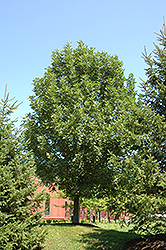 Prairie Spire Green Ash (Fraxinus pennsylvanica 'Rugby') at Lakeshore Garden Centres