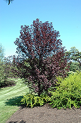 Midnight Schubert Chokecherry (Prunus virginiana 'Midnight Schubert') at Lakeshore Garden Centres