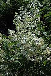 Boskoop Hydrangea (Hydrangea paniculata 'Boskoop') at Lakeshore Garden Centres