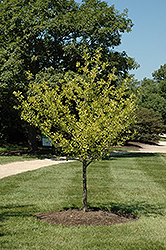 Aurea Ginkgo (Ginkgo biloba 'Aurea') at Lakeshore Garden Centres