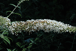 Alba Butterfly Bush (Buddleia davidii 'Alba') at Lakeshore Garden Centres