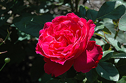 Robin Hood Rose (Rosa 'Robin Hood') at Lakeshore Garden Centres