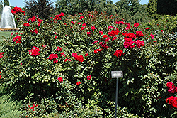 Linda Campbell Rose (Rosa 'Morten') at Lakeshore Garden Centres