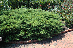 Kallay's Compact Juniper (Juniperus x media 'Kallay's Compact') at Lakeshore Garden Centres