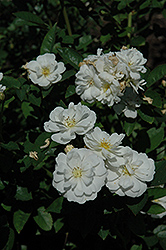 Prairie Harvest Rose (Rosa 'Prairie Harvest') at Lakeshore Garden Centres