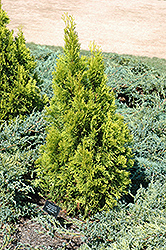 Smaragd Yellow #2 Arborvitae (Thuja occidentalis 'Smaragd Yellow #2') at Lakeshore Garden Centres