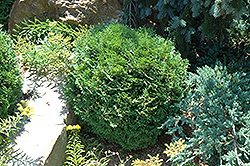 Hoseri Arborvitae (Thuja occidentalis 'Hoseri') at Lakeshore Garden Centres
