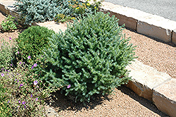 Blue Sparkler Tamarack (Larix laricina 'Blue Sparkler') at Lakeshore Garden Centres
