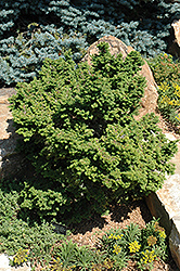 Hussii Hemlock (Tsuga canadensis 'Hussii') at Lakeshore Garden Centres