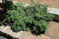 Wind's Way Hemlock (Tsuga canadensis 'Wind's Way') at Lakeshore Garden Centres