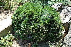 Little Dorritt Arborvitae (Thuja occidentalis 'Little Dorritt') at Lakeshore Garden Centres