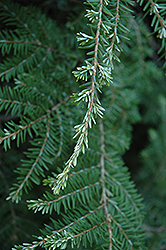 Albospica Hemlock (Tsuga canadensis 'Albospica') at Lakeshore Garden Centres