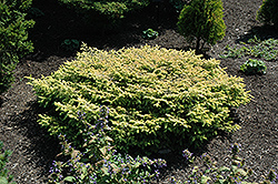 Gold Creeping Norway Spruce (Picea abies 'Repens Gold') at Lakeshore Garden Centres