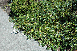 Stunted Willow (Salix retusa) at Lakeshore Garden Centres