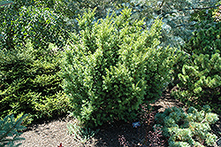 Kornik Yew (Taxus baccata 'Kornik') at Lakeshore Garden Centres