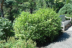 Snowfall Ninebark (Physocarpus opulifolius 'Snowfall') at Lakeshore Garden Centres