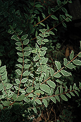 Taff's Silver Edge Coralberry (Symphoricarpos orbiculatus 'Taff's Silver Edge') at Lakeshore Garden Centres
