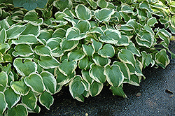 Shade Fanfare Hosta (Hosta 'Shade Fanfare') at Lakeshore Garden Centres