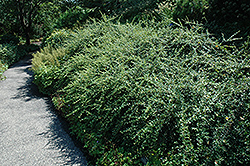 Royal Beauty Cotoneaster (Cotoneaster dammeri 'Royal Beauty') at Lakeshore Garden Centres