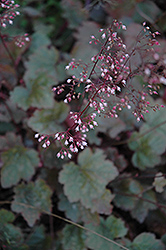 Rachel Coral Bells (Heuchera 'Rachel') at Lakeshore Garden Centres