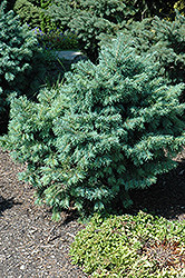 Fletcher's Douglas Fir (Pseudotsuga menziesii 'Fletcheri') at Lakeshore Garden Centres