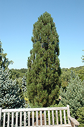 Arnold Sentinel Austrian Pine (Pinus nigra 'Arnold Sentinel') at Golden Acre Home & Garden