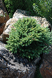 Varley Japanese Larch (Larix kaempferi 'Varley') at Lakeshore Garden Centres