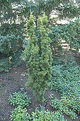 Krzysztof Yew (Taxus x media 'Krzysztof') at Lakeshore Garden Centres