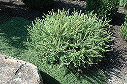 Prag Dwarf Larch (Larix decidua 'Prag') at Lakeshore Garden Centres