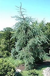 Weeping Will Weeping Douglas Fir (Pseudotsuga menziesii 'Weeping Will') at Lakeshore Garden Centres