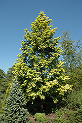 Gold Rush Dawn Redwood (Metasequoia glyptostroboides 'Ogon') at Lakeshore Garden Centres