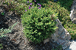 Middle Road Norway Spruce (Picea abies 'Middle Road') at Lakeshore Garden Centres