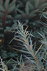Rosemary Leaved Willow (Salix rosmarinifolia) at Lakeshore Garden Centres