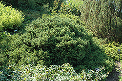 Maxwell's Spruce (Picea abies 'Maxwellii') at Lakeshore Garden Centres