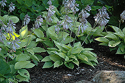 May Hosta (Hosta 'May') at Lakeshore Garden Centres