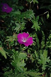 Purple Flame Cranesbill (Geranium sanguineum 'Purple Flame') at Lakeshore Garden Centres