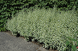 Variegated Bluebeard (Caryopteris divaricata 'Variegata') at Lakeshore Garden Centres