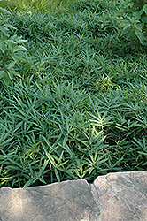 Pygmy Bamboo (Pleioblastus pygmaeus) at Lakeshore Garden Centres